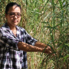 Cô gái Hà Nội tuyên chiến ‘hà bá’, níu đất làng ở lại Triêm Tây