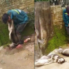 Dân vây bắt, treo xác chó lên cổ tên trộm ở Thanh Hoá