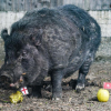Lợn dự đoán sai kết quả World Cup được đưa đi trốn vì bị dọa giết