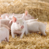 Australia phạt tù người nhập lậu tinh trùng lợn