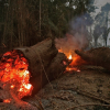 Người Brazil nghẹt thở trong khói bụi cháy rừng Amazon