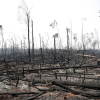 G7 sắp đạt thỏa thuận về biện pháp dập cháy rừng Amazon