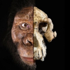 Hộp sọ 3,8 triệu năm hé lộ tổ tiên lâu nhất của loài người