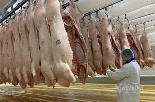 Giá thịt lợn giảm mạnh, bán 