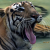Tòa tối cao Ấn Độ bác đơn yêu cầu cứu hổ ăn thịt người