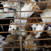 Hạ viện Mỹ thông qua dự luật cấm ăn thịt chó, mèo