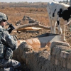 IS dùng bò để đánh bom khủng bố