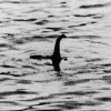 Quái vật hồ Loch Ness có thể là lươn khổng lồ