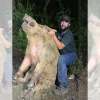 Lợn hoang hai tạ bị bắt sống khi đột nhập sân golf