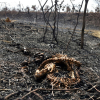 Cháy rừng thiêu rụi hơn 2 triệu động vật ở Bolivia
