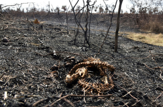 Cháy rừng thiêu rụi hơn 2 triệu động vật ở Bolivia