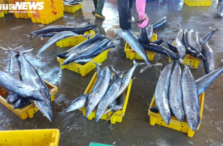 Ảnh: Cảng cá ở Quảng Ngãi đóng cửa, hàng trăm tấn hải sản ứ đọng