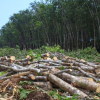 Phá tiếp 20ha rừng ở Bình Định: Lại lơ là quản lý