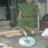 Chiến sĩ biên phòng tham gia vận chuyển lậu gần 1,5 tấn ngà voi
