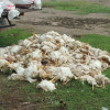Bắt quả tang xe tải chở hơn 600 kg gà chết bốc mùi hôi thối