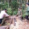 Trưởng Công an xã cầm đầu băng nhóm phá rừng lấy gỗ