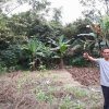 Nghệ An: Ban giải phóng mặt bằng dự án “vẽ” thêm 150 cây keo trên đất của dân?