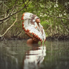 Hoa hậu Siêu vòng 3 khoe đường cong kêu gọi bảo vệ rừng Amazon