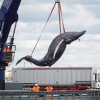 Cá voi lưng gù bị tàu đâm trên sông Thames