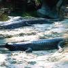 Cá sấu cực kỳ nguy cấp sinh sản sau hai năm ghép đôi