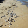Gần 2 tấn cá mòi chết dạt vào bờ biển Đà Nẵng