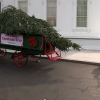 Trump đón cây thông Giáng sinh chở bằng xe ngựa tới Nhà Trắng