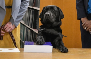 Chó tuyên thệ nhậm chức tại phòng công tố