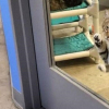 Mèo bị biệt giam vì chuyên dắt đồng loại trốn trại