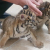 Hai con hổ bị vứt trên quốc lộ