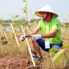 PVEP tham gia trồng cây, phục hồi rừng ngập mặn