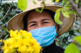 Ảnh: Mai nở vàng rực, người trồng dưới chân núi Hoành Sơn buồn thiu