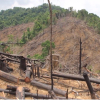 Quảng Nam: Chủ tịch xã mất chức vì ... rừng