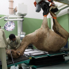 Bệnh viện xây hết 250 tỉ đồng chỉ để chăm lạc đà ở Dubai