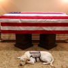 Chú chó nằm canh linh cữu cố tổng thống Bush
