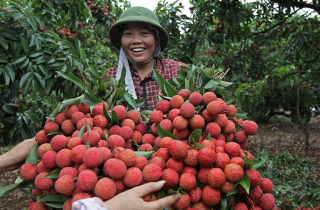 Một làng 600 tỷ phú: Chỉ trúng 1 vụ chia nhau hàng ngàn tỷ