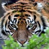 Hổ tấn công người ở Indonesia
