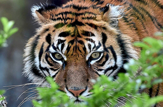 Hổ tấn công người ở Indonesia