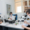 Nha Trang thả muỗi sinh học để diệt muỗi sốt xuất huyết