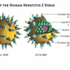 Ba điều ít người biết về viêm gan siêu vi C