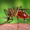 Muỗi mang bệnh đã di cư đến những vùng nó chưa từng xuất hiện