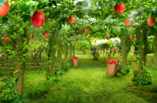 Công dụng ít biết của 4 loại rau quả dân dã