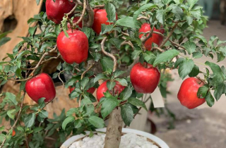Sợ bị lừa mua táo ghép dâm bụt, dân Việt bỏ vài triệu mua hẳn táo xịn về trưng Tết