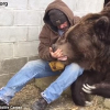 Vỗ về chú gấu cao 3m, nặng 6 tạ như dỗ trẻ con