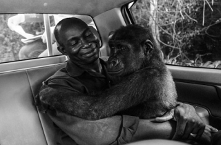 Khỉ đột trìu mến ôm chặt ân nhân cứu mạng
