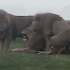 Hành vi khiến sư tử đực bị hiểu lầm giao phối tập thể