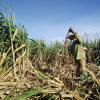 Không thể bảo hộ ngành mía đường mà “phớt lờ” quyền lợi 93 triệu dân