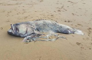 Sinh vật biển nặng 150 kg dạt vào bãi biển Australia