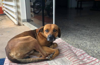 Chó nằm trước cửa bệnh viện đợi chủ hơn 4 tháng