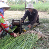 Ngôi làng miền Tây bỏ lúa, trồng lác thu nhập cao hơn năm lần