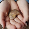 Bé gái 7 tuổi tìm thấy hóa thạch 65 triệu năm ở Mỹ